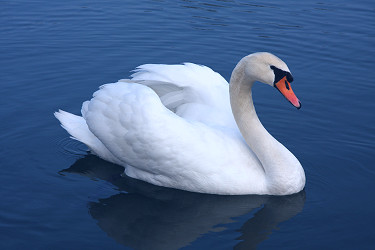 Mute swan - Wikipedia